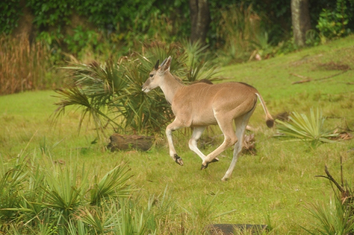 Wild%20Africa%20Trek%20071