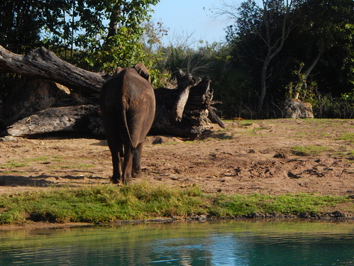 elephant