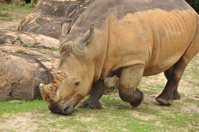 Wild%20Africa%20Trek%20152