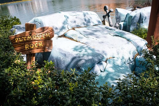 plymouthrock_carelli