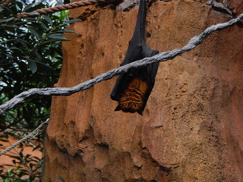 bat