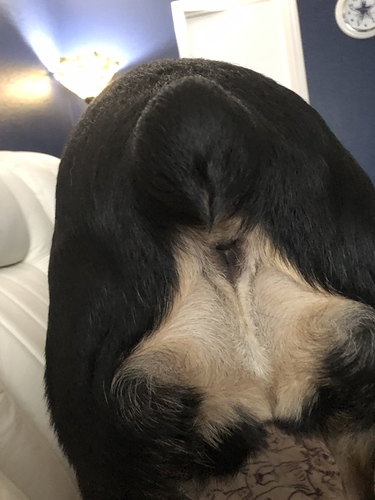 thumbnail_58457774284__45E3C6C8-CA10-41DA-BDAB-DA0BE394F262