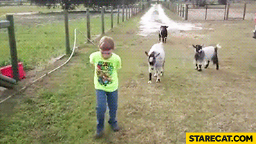 cute-jumping-goat-hits-boy-in-his-belly-gif-animation